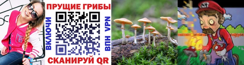 Псилоцибиновые грибы Cubensis  где купить   Островной 